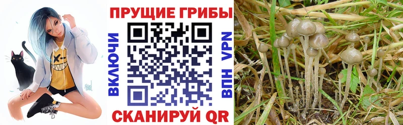 как найти наркотики  Венёв  Галлюциногенные грибы Magic Shrooms 